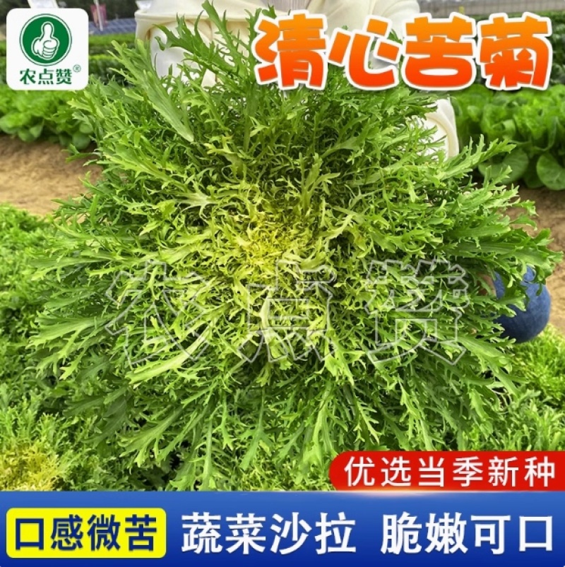 清心苦菊种子-品质好略有苦味口感脆嫩爽口可炒食凉拌
