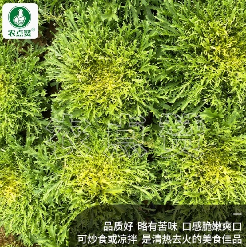 清心苦菊种子-品质好略有苦味口感脆嫩爽口可炒食凉拌