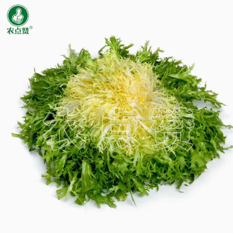 清心苦菊种子-品质好略有苦味口感脆嫩爽口可炒食凉拌