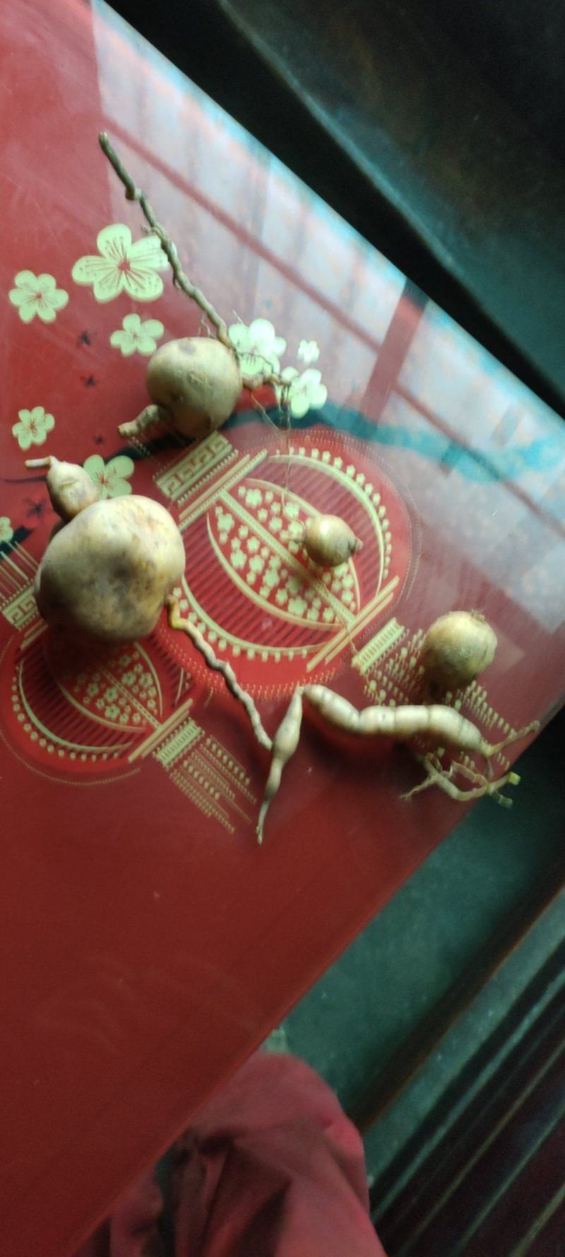 地苦胆