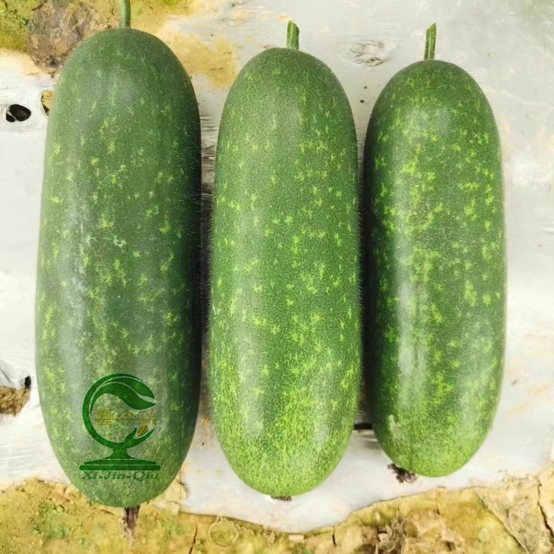 【翠丽2号】杂交一代早熟水果甜节瓜长圆筒型绿肉