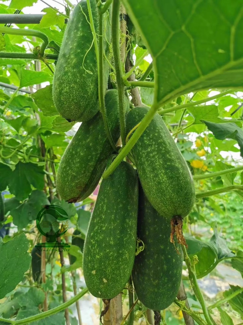 【翠丽2号】杂交一代早熟水果甜节瓜长圆筒型绿肉