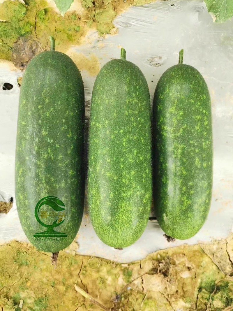 【翠丽2号】杂交一代早熟水果甜节瓜长圆筒型绿肉