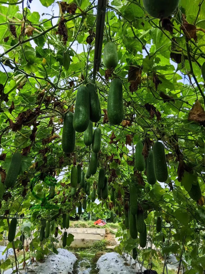 【翠丽2号】杂交一代早熟水果甜节瓜长圆筒型绿肉
