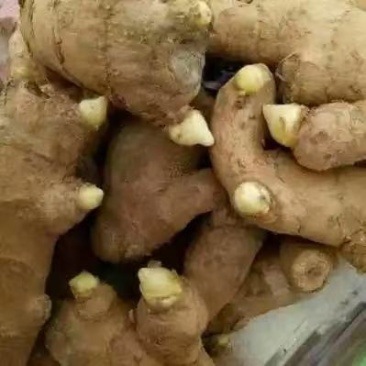 生姜种