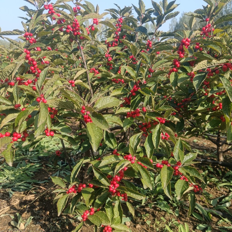 北美冬青冬红奥斯特芽苗盆栽苗半成品现挖现卖根系发达易成活