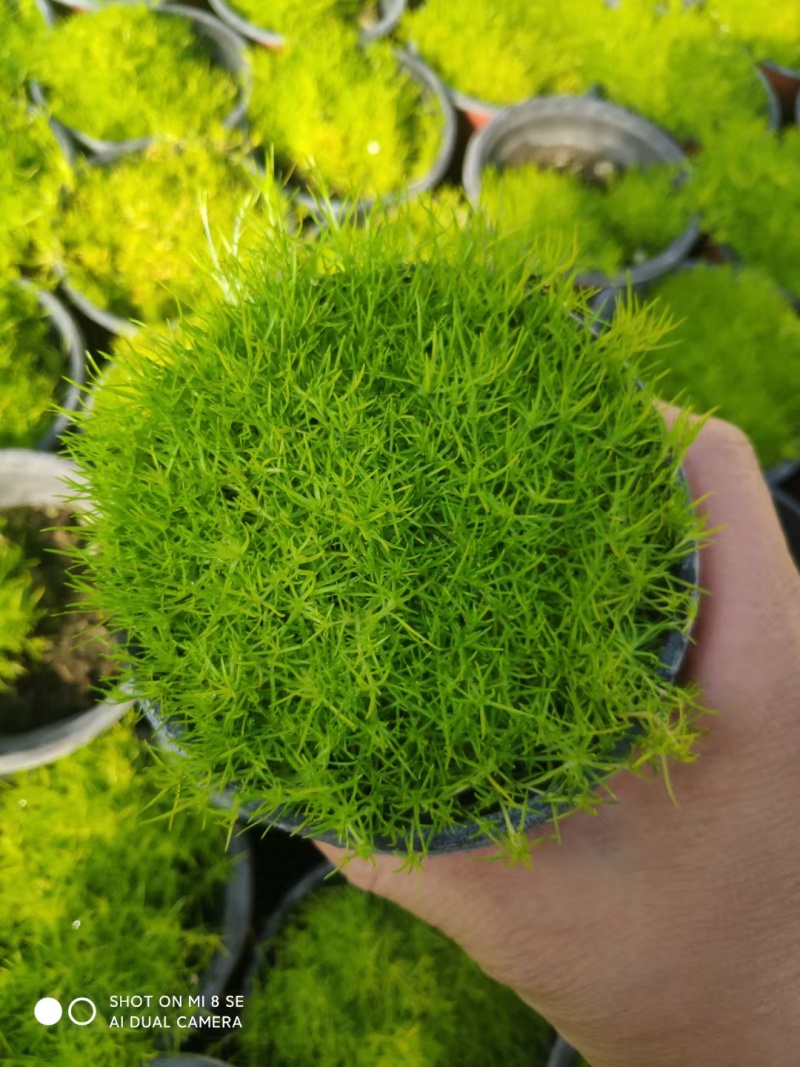 爱尔兰珍珠草基地直发/规格齐全/大量供应欢迎来电咨询