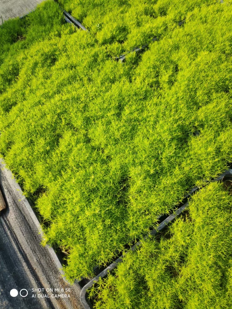 爱尔兰珍珠草基地直发/规格齐全/大量供应欢迎来电咨询