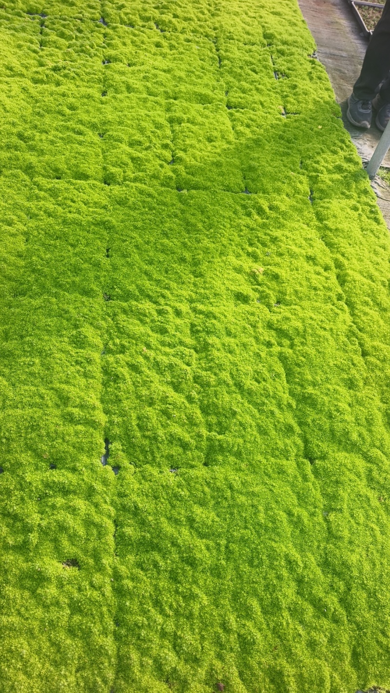 爱尔兰珍珠草基地直发/规格齐全/大量供应欢迎来电咨询