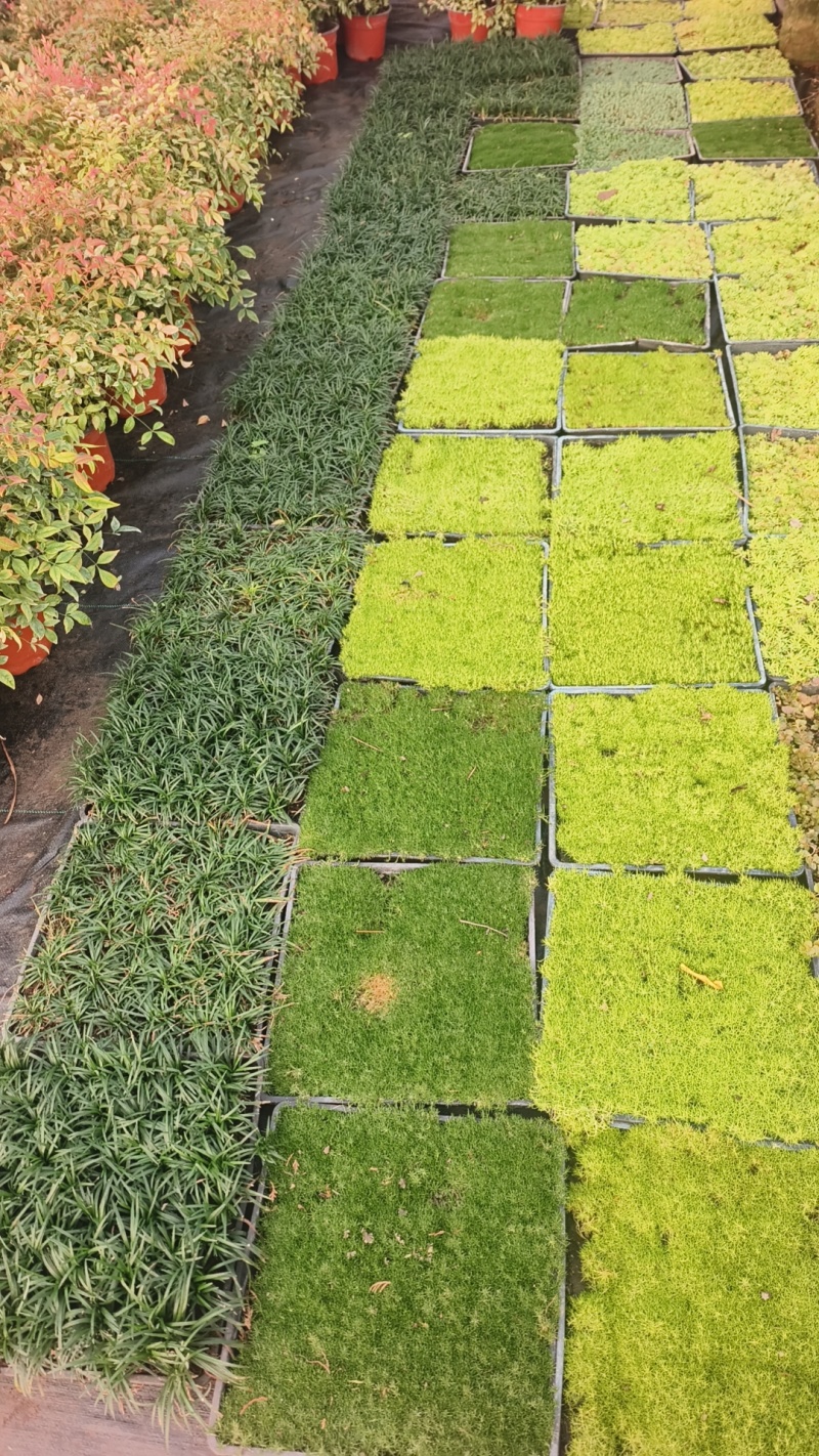 爱尔兰珍珠草基地直发/规格齐全/大量供应欢迎来电咨询