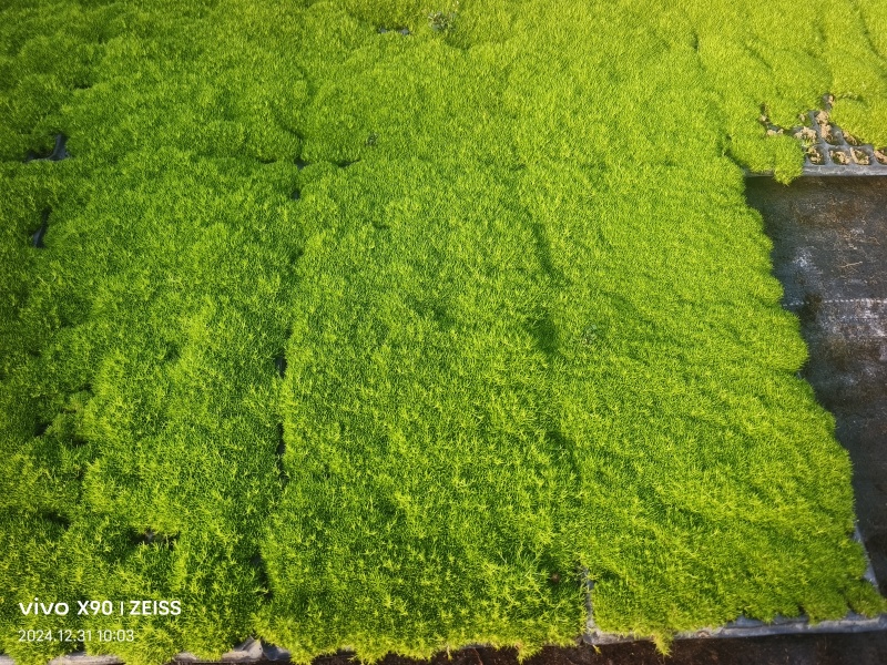 爱尔兰珍珠草基地直发/规格齐全/大量供应欢迎来电咨询