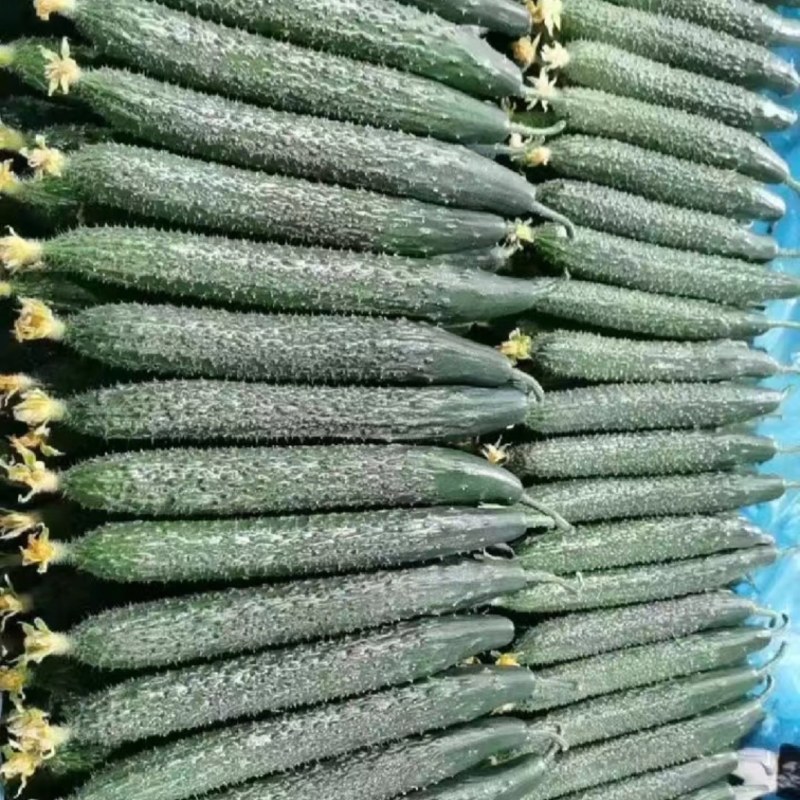 黄瓜，密刺黄瓜大量上市，实力代收，贴心服务，质量保证