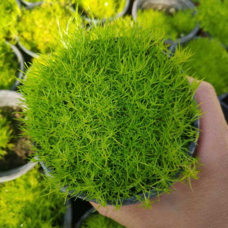 爱尔兰珍珠草基地直发/规格齐全/大量供应欢迎来电咨询