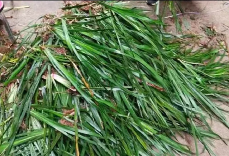红心大叶石菖蒲，产量高长势好，诚信经营