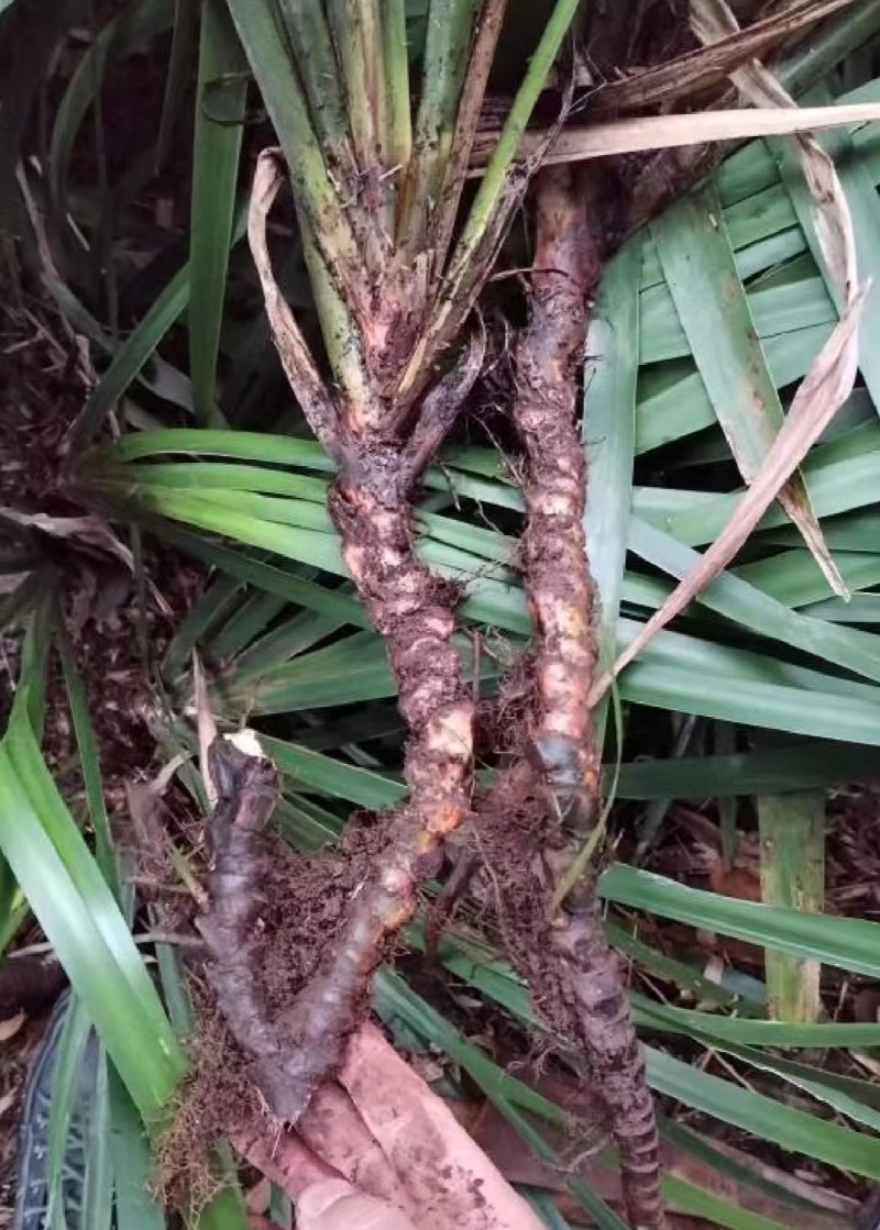 红心大叶石菖蒲，产量高长势好，诚信经营