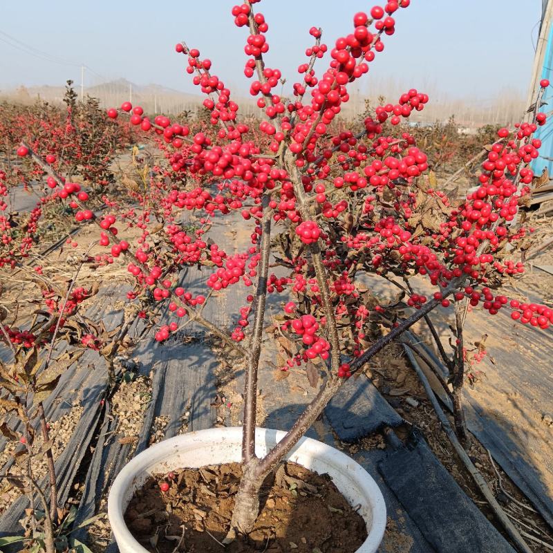 北美冬青冬红奥斯特芽苗盆栽苗半成品现挖现卖根系发达易成活