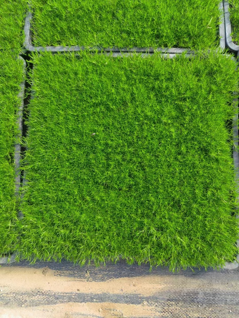爱尔兰珍珠草基地直发/规格齐全/大量供应欢迎来电咨询