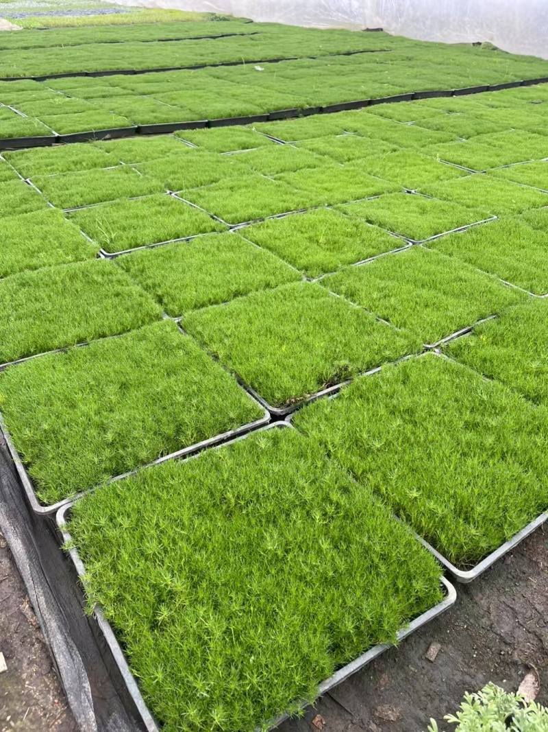爱尔兰珍珠草基地直发/规格齐全/大量供应欢迎来电咨询