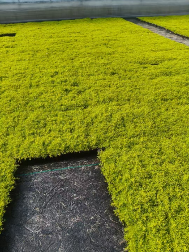 爱尔兰珍珠草基地直发/规格齐全/大量供应欢迎来电咨询