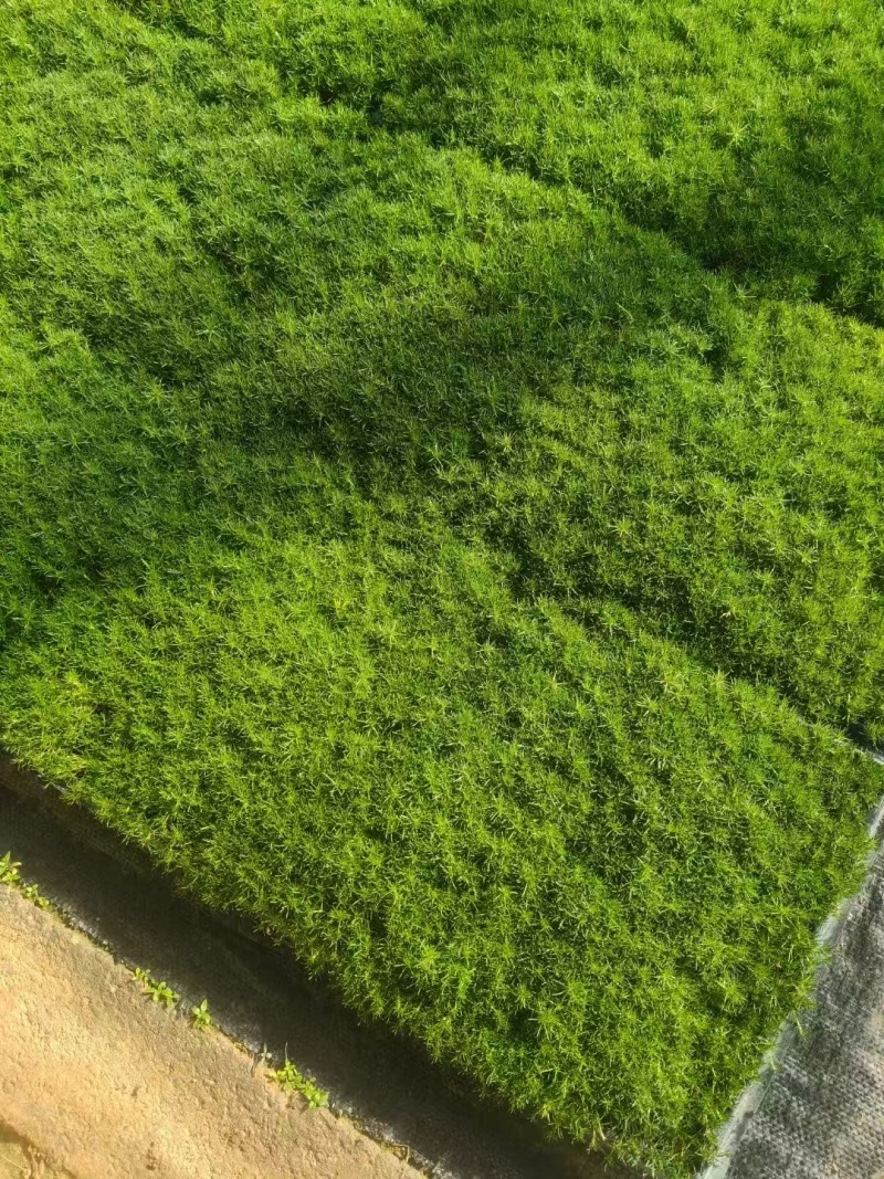 爱尔兰珍珠草基地直发/规格齐全/大量供应欢迎来电咨询