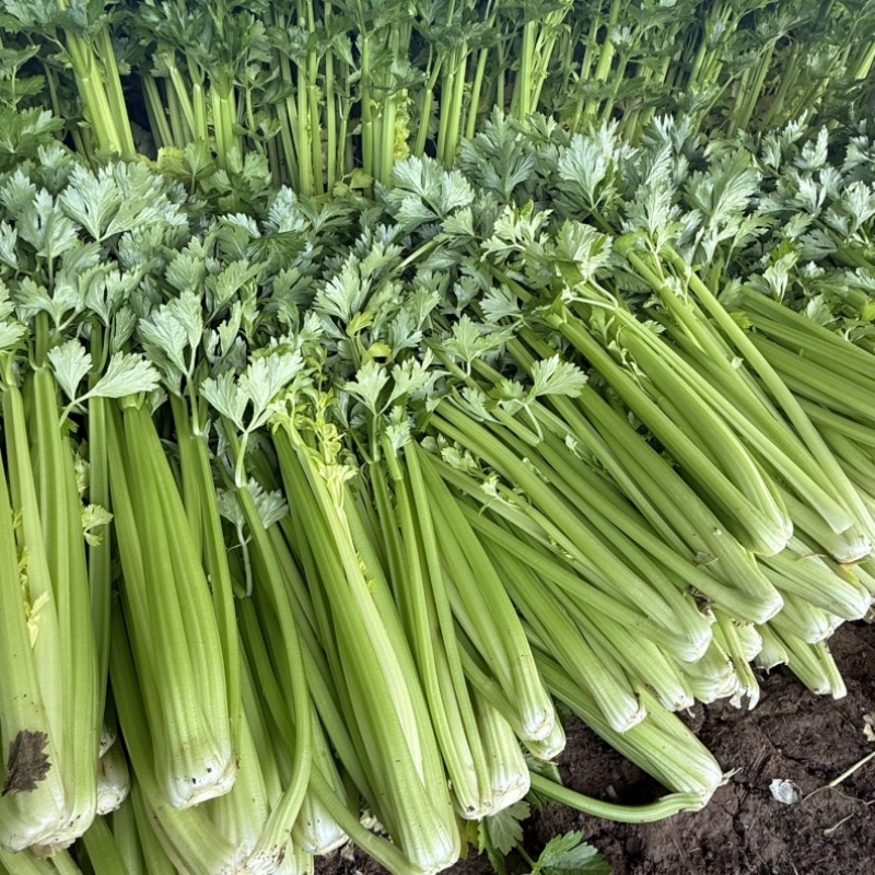 【精品】邯郸精品暖棚芹菜，大量上市，价格不贵，优惠！优惠