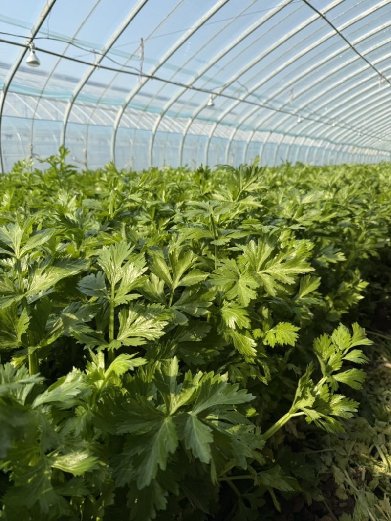 【精品】邯郸精品暖棚芹菜，大量上市，价格不贵，优惠！优惠