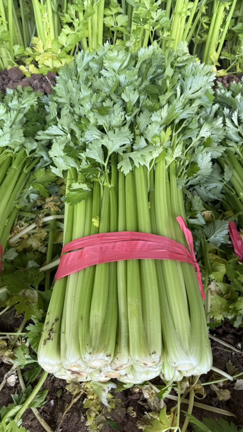 【精品】邯郸精品暖棚芹菜，大量上市，价格不贵，优惠！优惠