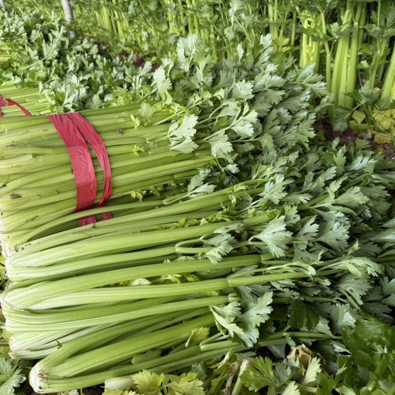 【精品】邯郸精品暖棚芹菜，大量上市，价格不贵，优惠！优惠