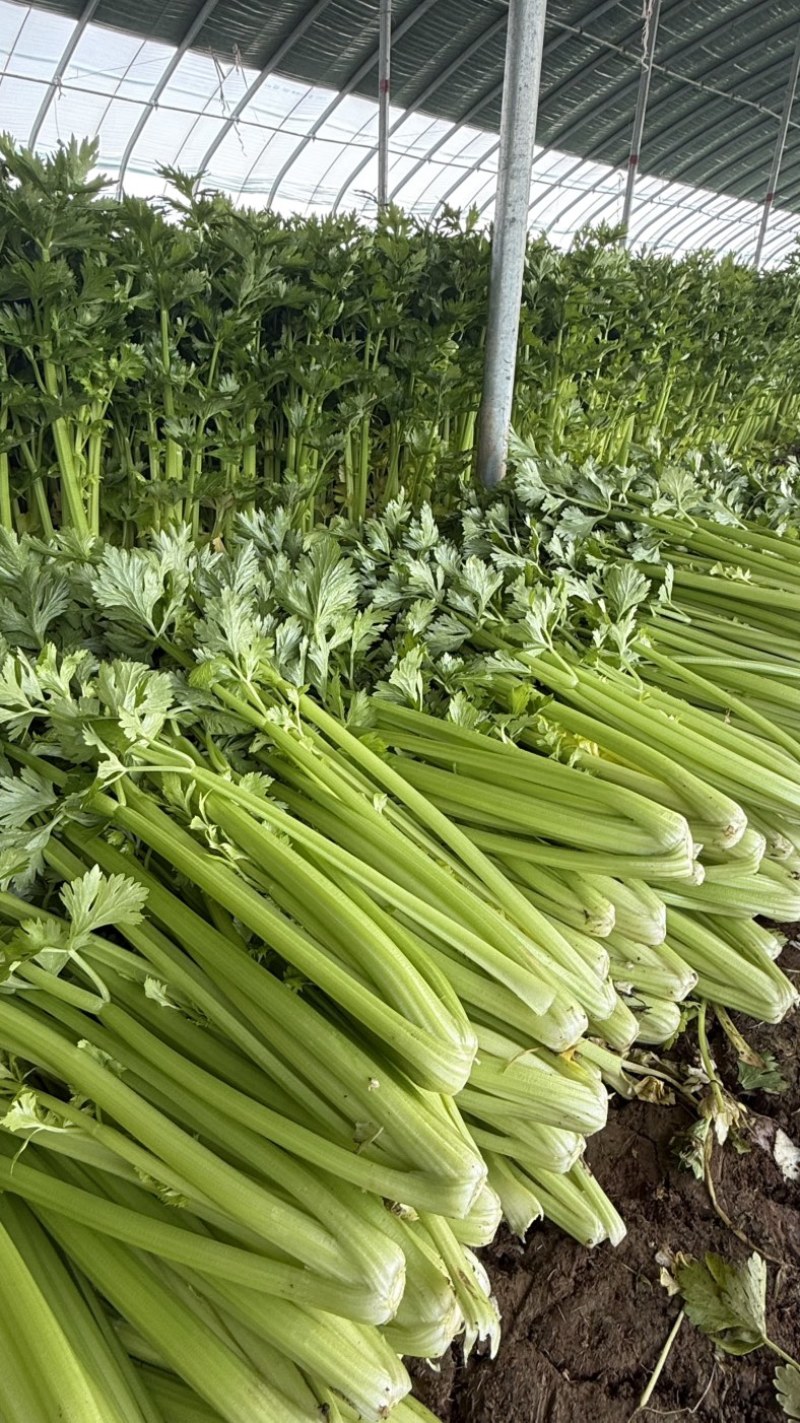 【精品】邯郸精品暖棚芹菜，大量上市，价格不贵，优惠！优惠