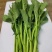 板蓝根菜苔