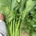 板蓝根菜苔