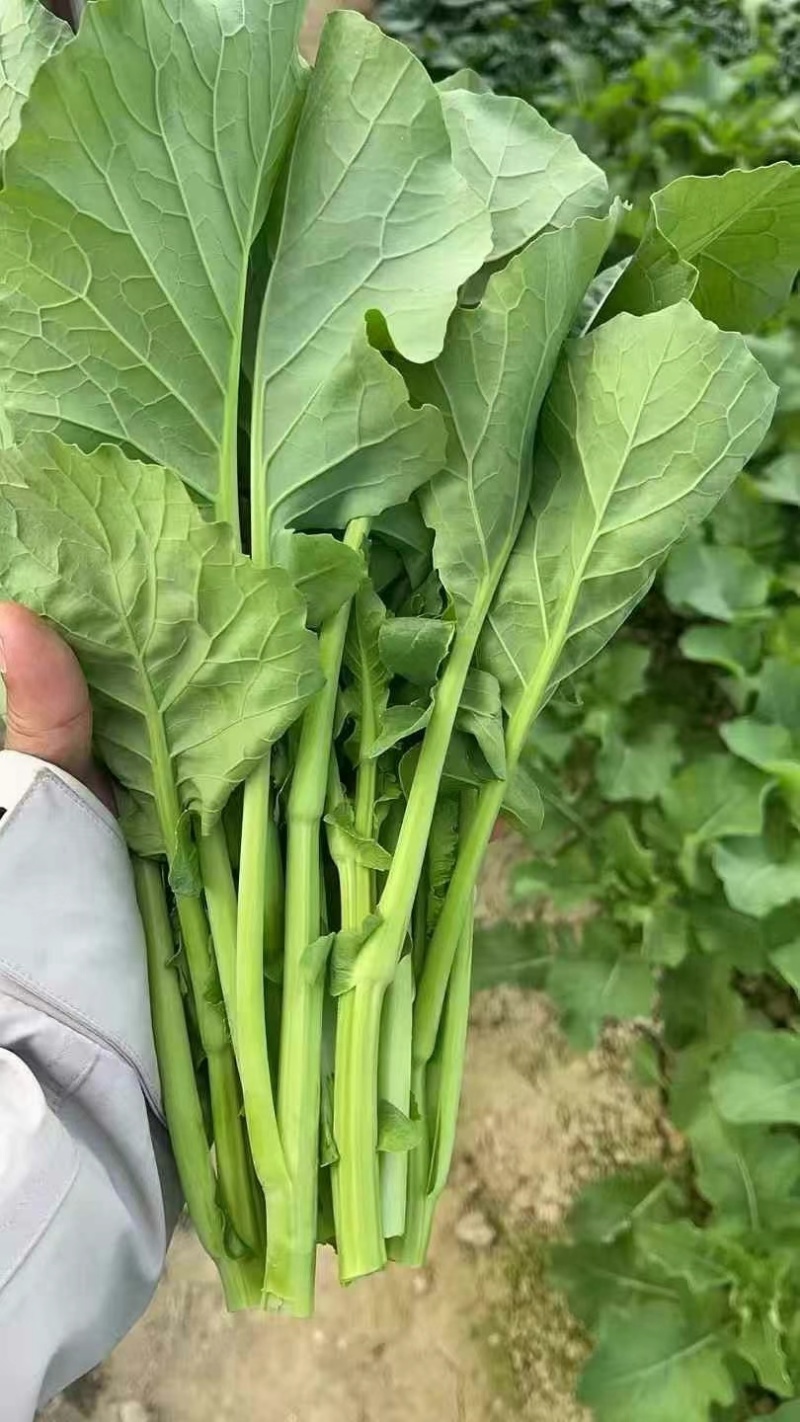板蓝根菜苔