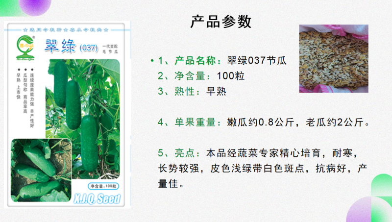 翠绿（037）节瓜早熟连座强丰产商品性好抗病性强