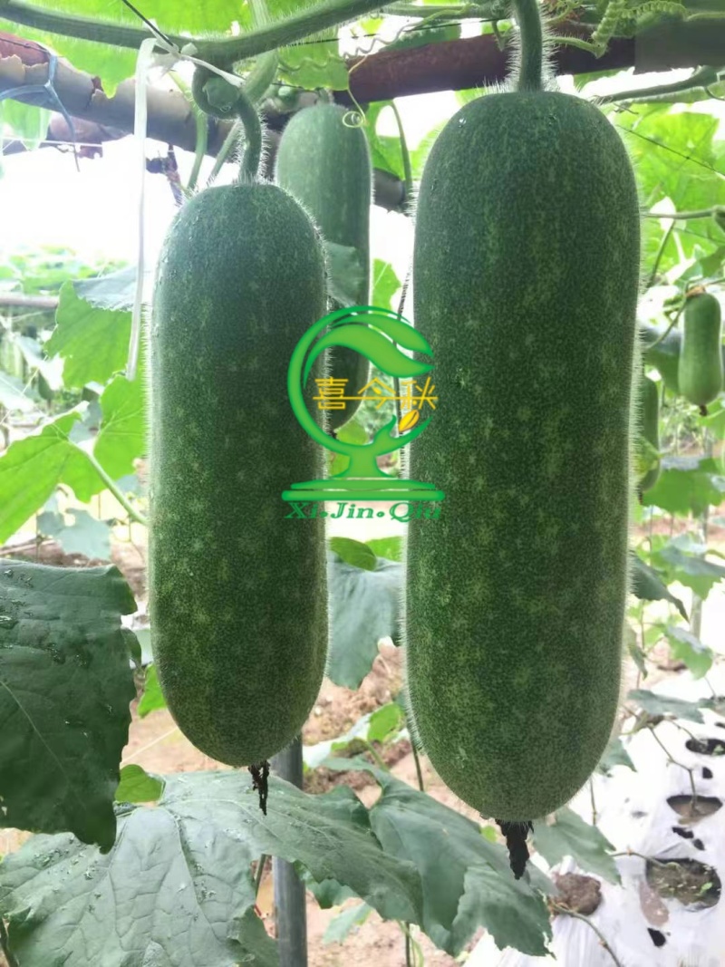 翠绿（037）节瓜早熟连座强丰产商品性好抗病性强