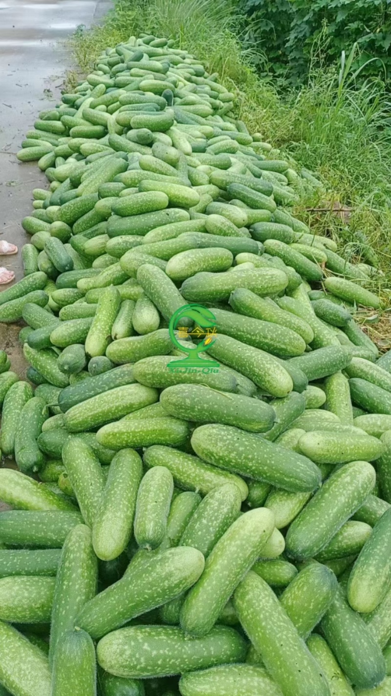 翠绿（037）节瓜早熟连座强丰产商品性好抗病性强