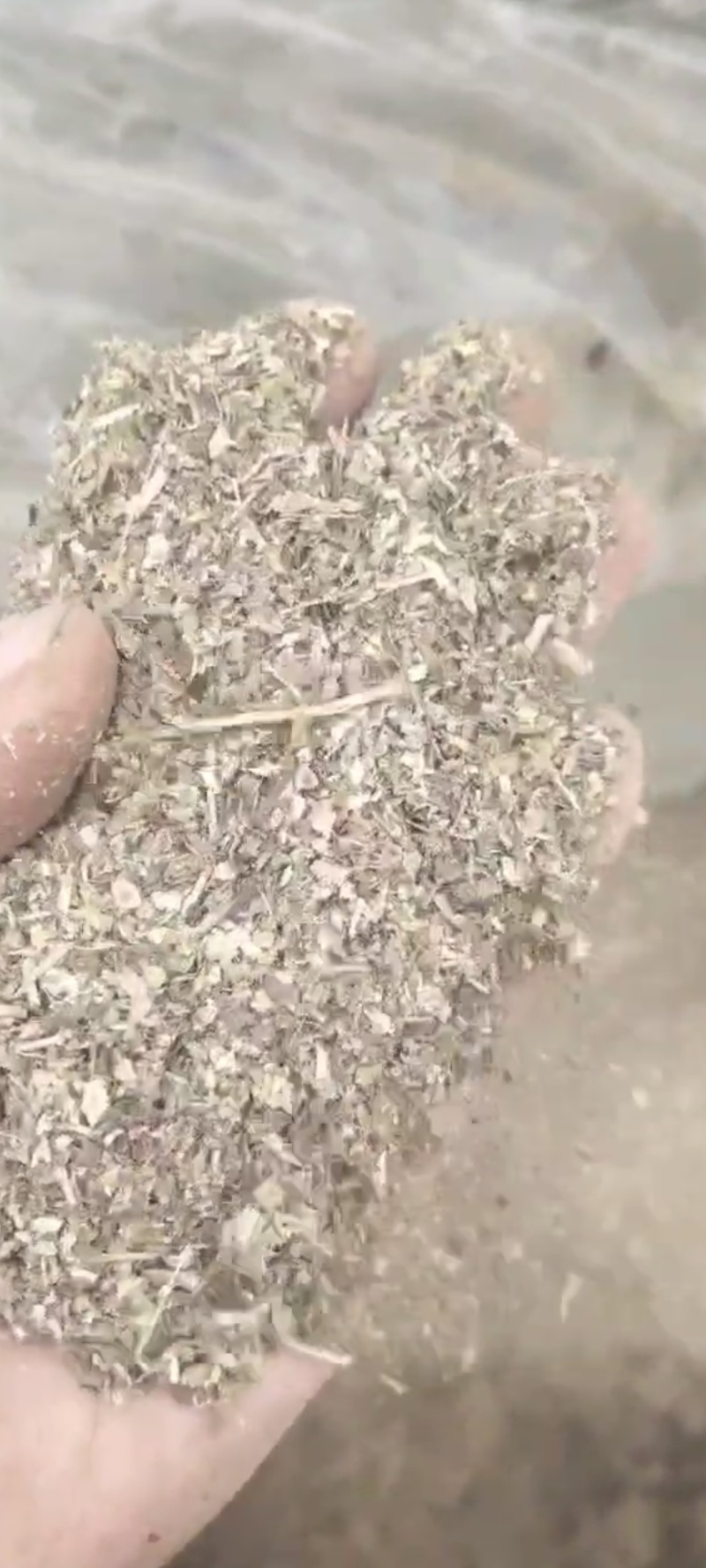 花生秧叶粉喂鹅喂鸭饲料