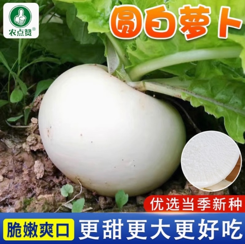 【大田专用】夏秋扬州圆白萝卜种子抗热耐寒脆嫩爽口