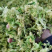 花菜干，莴笋片，菜芯品种齐全欢迎来电咨询