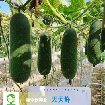 【天天鲜节瓜】早熟耐热绿皮绿肉心腔小瓜型匀称产量佳