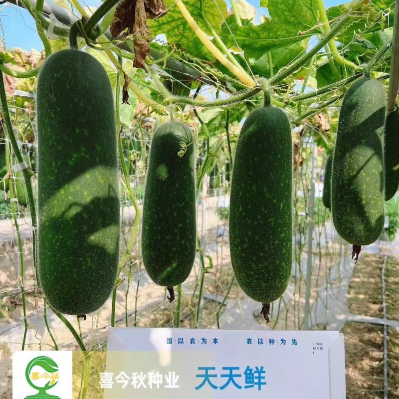 【天天鲜节瓜】早熟耐热绿皮绿肉心腔小瓜型匀称产量佳