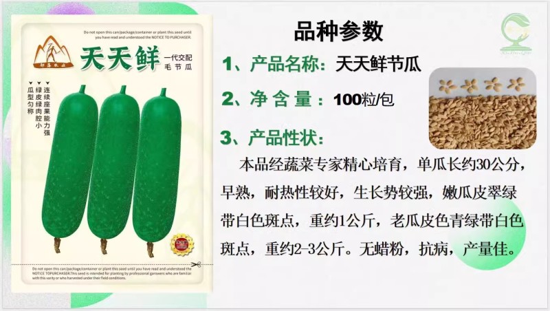 【天天鲜节瓜】早熟耐热绿皮绿肉心腔小瓜型匀称产量佳