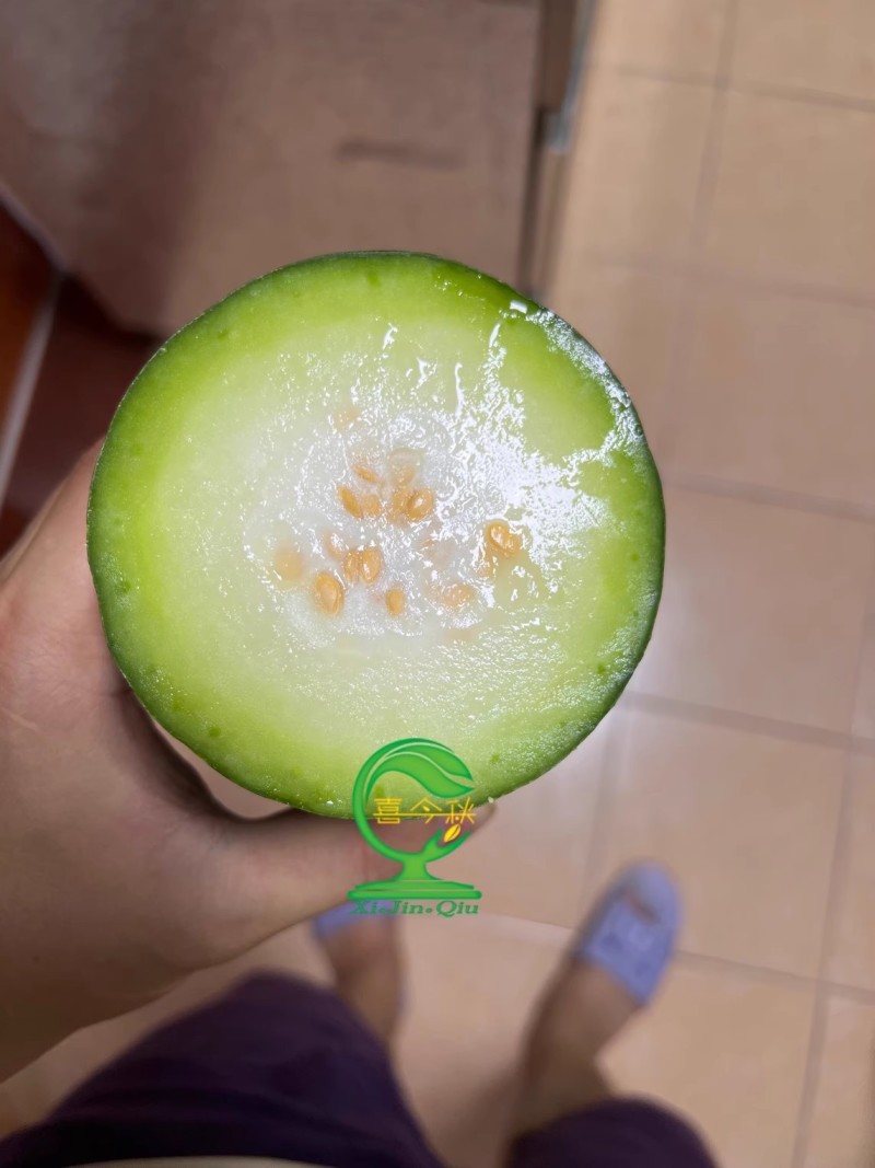 【天天鲜节瓜】早熟耐热绿皮绿肉心腔小瓜型匀称产量佳