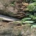 一代食叶草苗成活率高