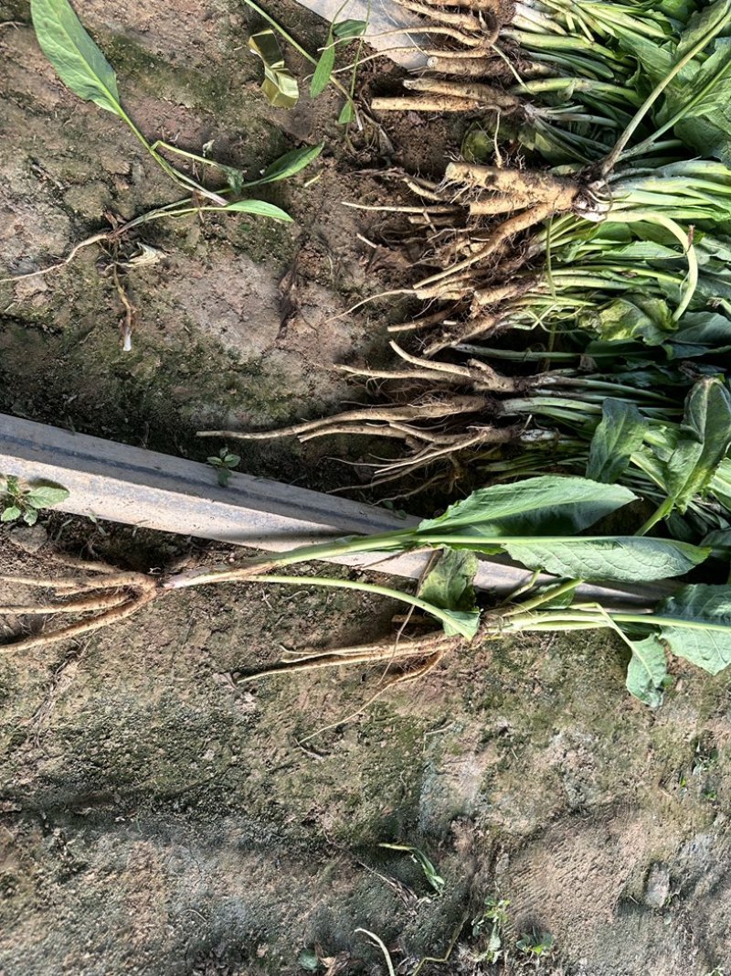 一代食叶草苗成活率高