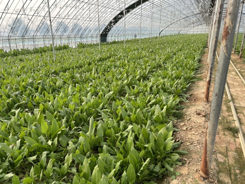 一代食叶草苗成活率高