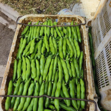 云南精品蚕豆
