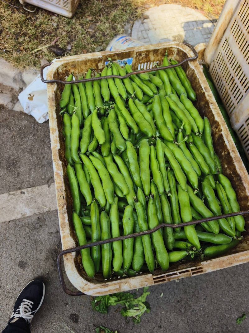 云南精品蚕豆