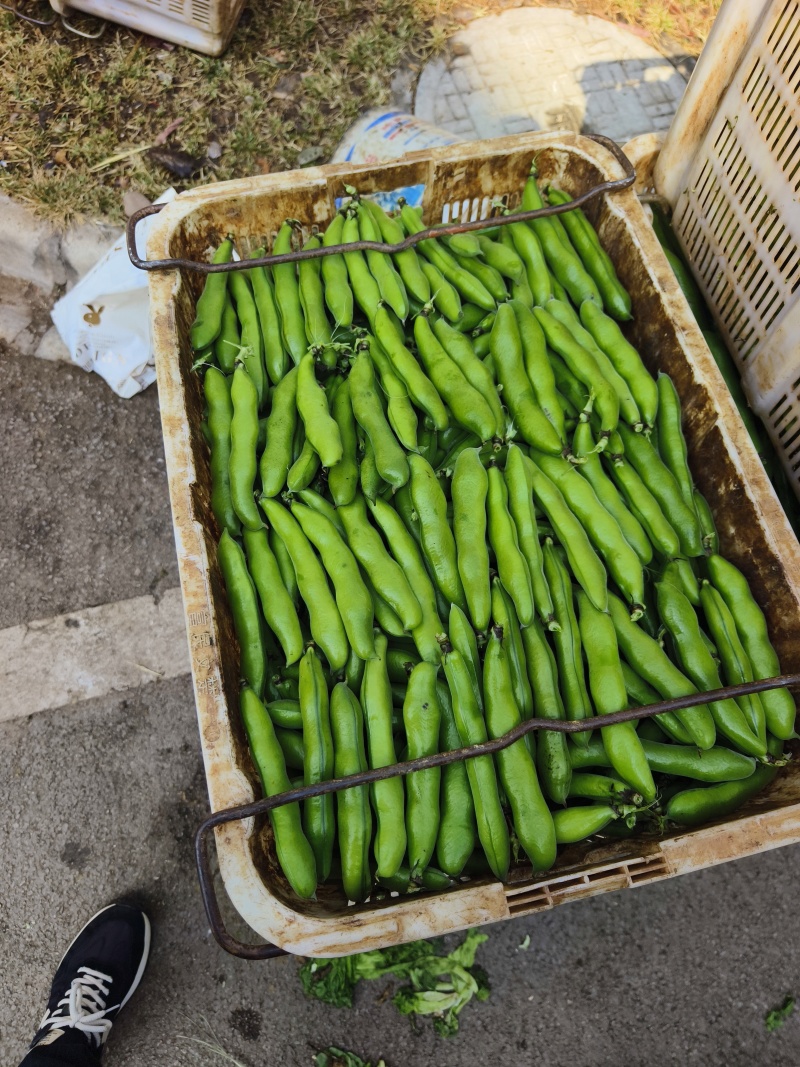 云南精品蚕豆
