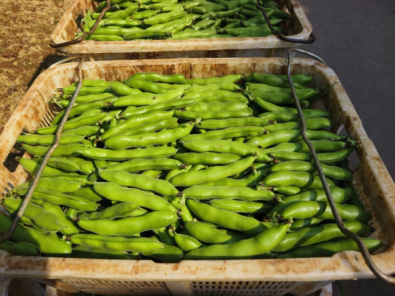 云南精品蚕豆