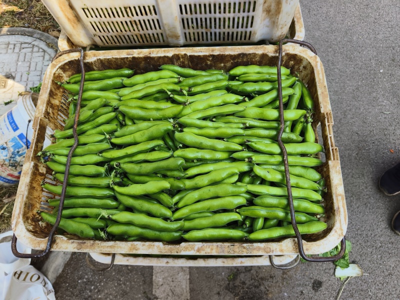 云南精品蚕豆